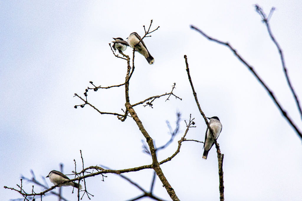 Backyard Birds NH-2.jpg